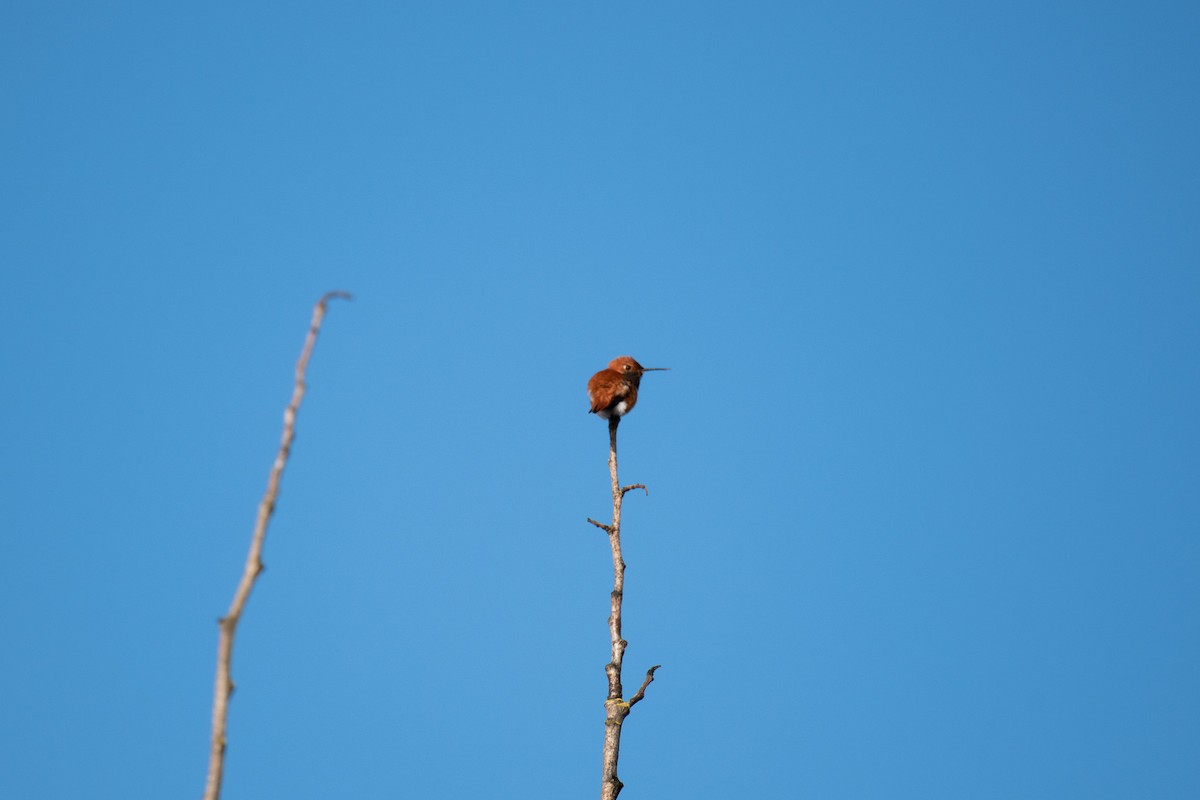 Rufous Hummingbird - ML546847811