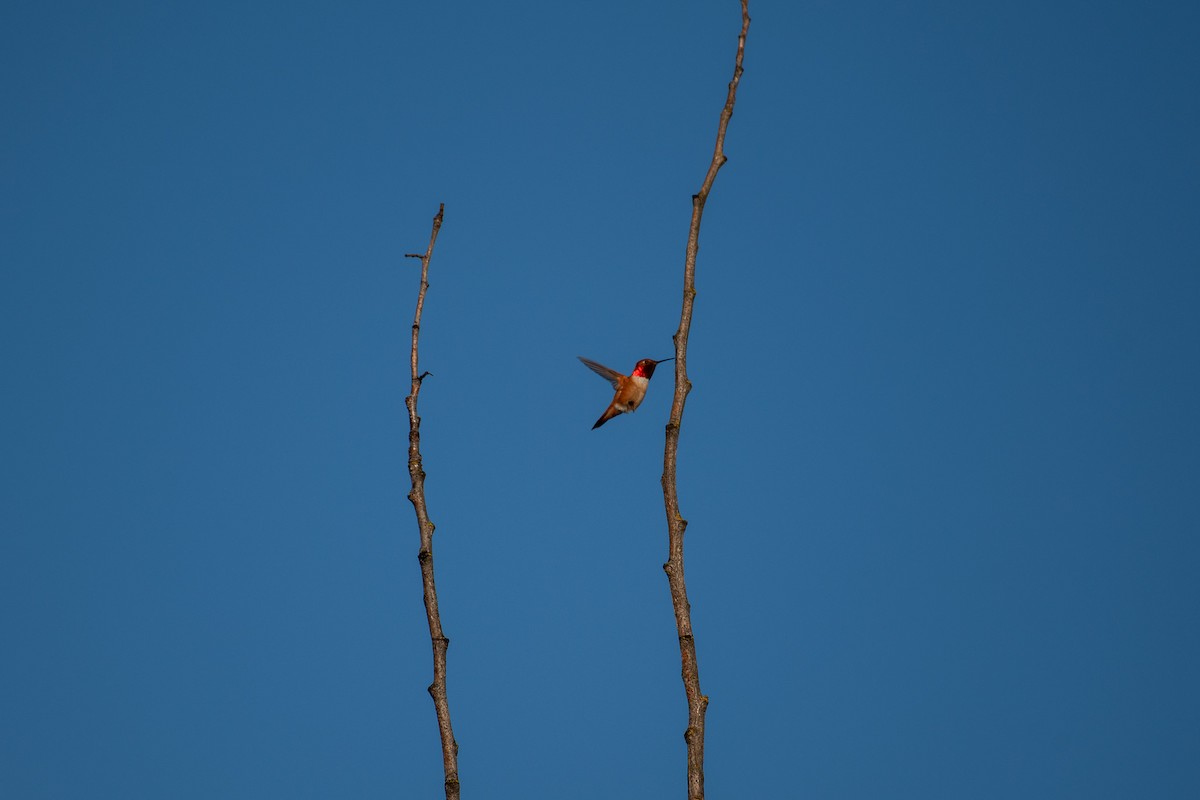 Rufous Hummingbird - ML546847831