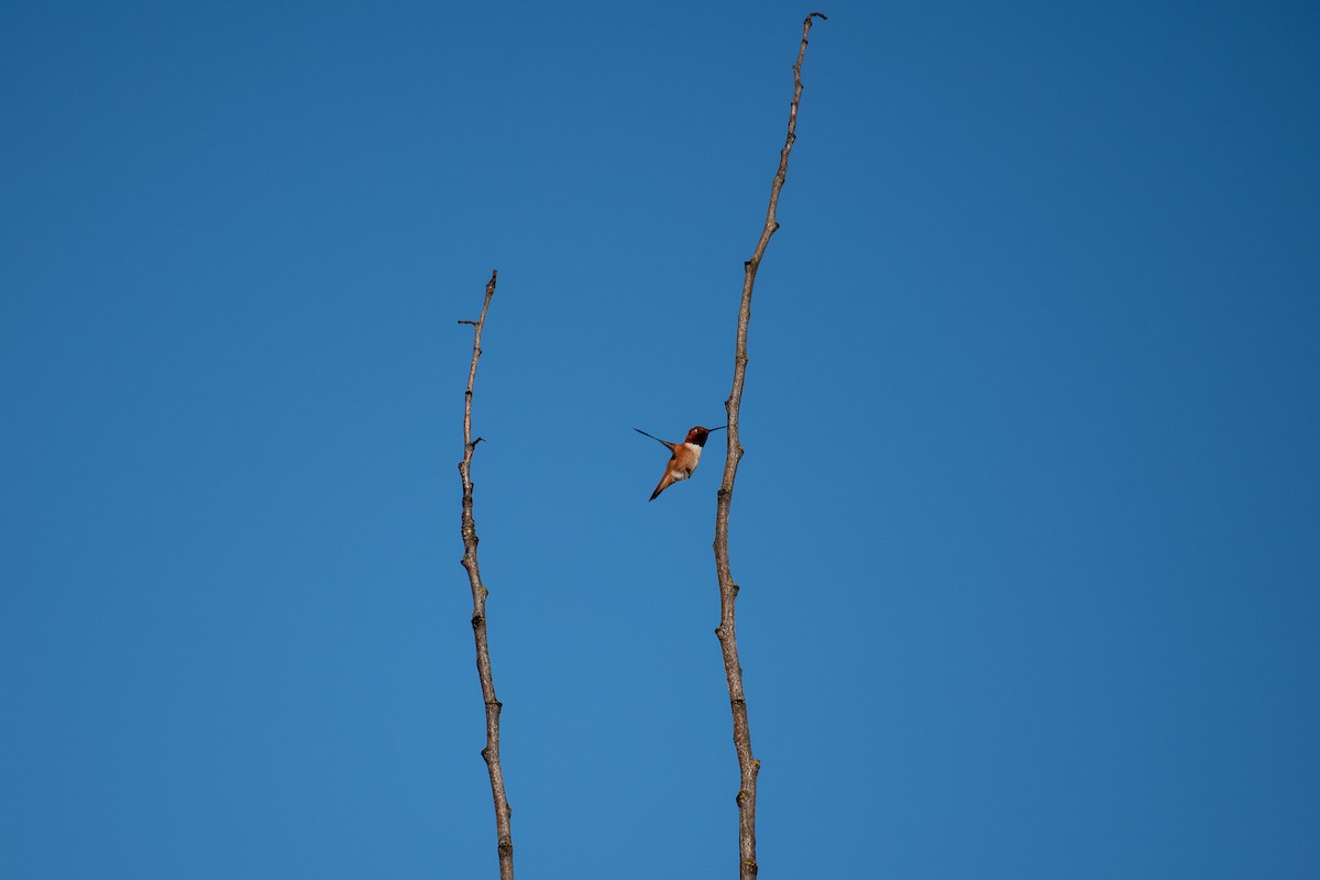 Rufous Hummingbird - John Martin