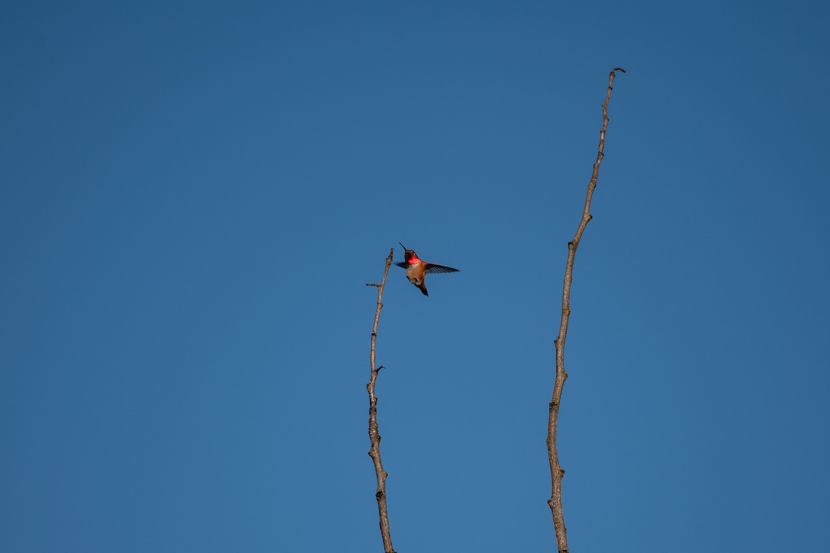 Rufous Hummingbird - John Martin