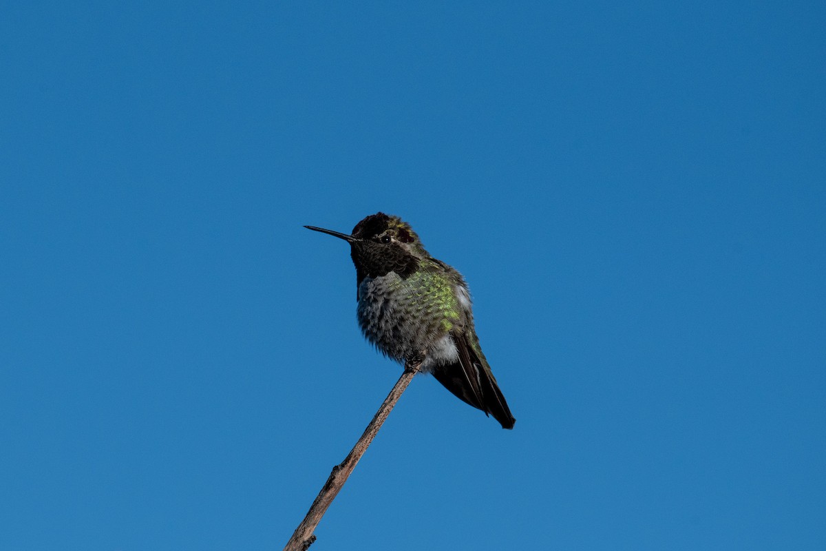 Anna's Hummingbird - ML546847881