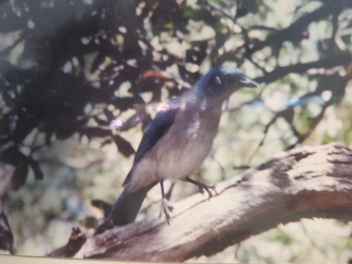 Mexican Jay - ML546853511