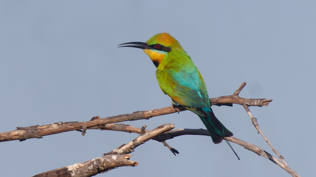 Rainbow Bee-eater - ML546854041