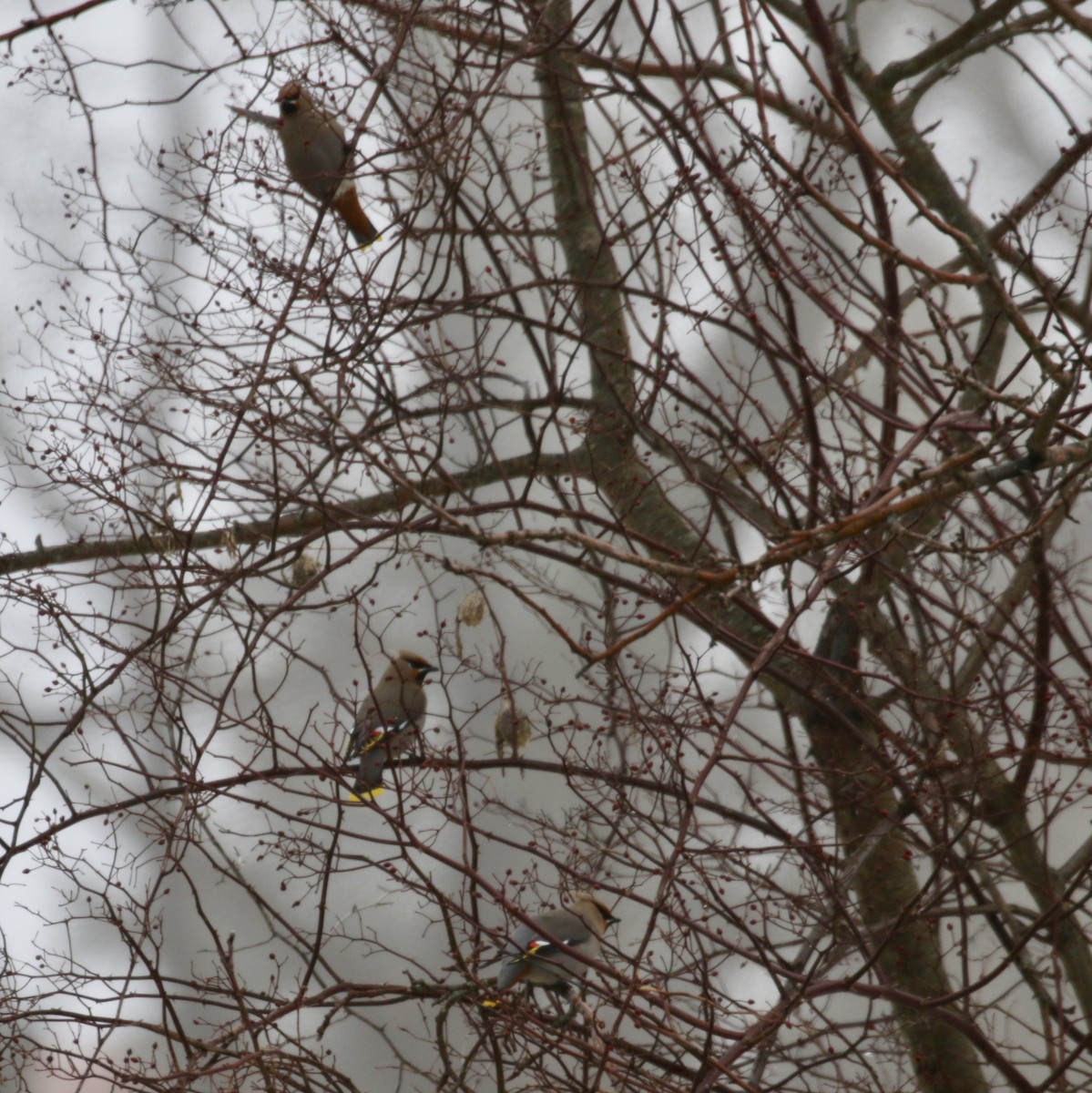 Bohemian Waxwing - Eddy Edwards