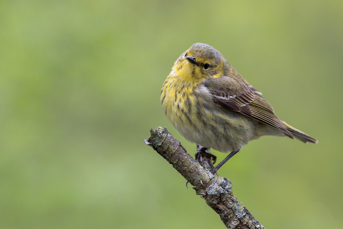 Cape May Warbler - ML546855231