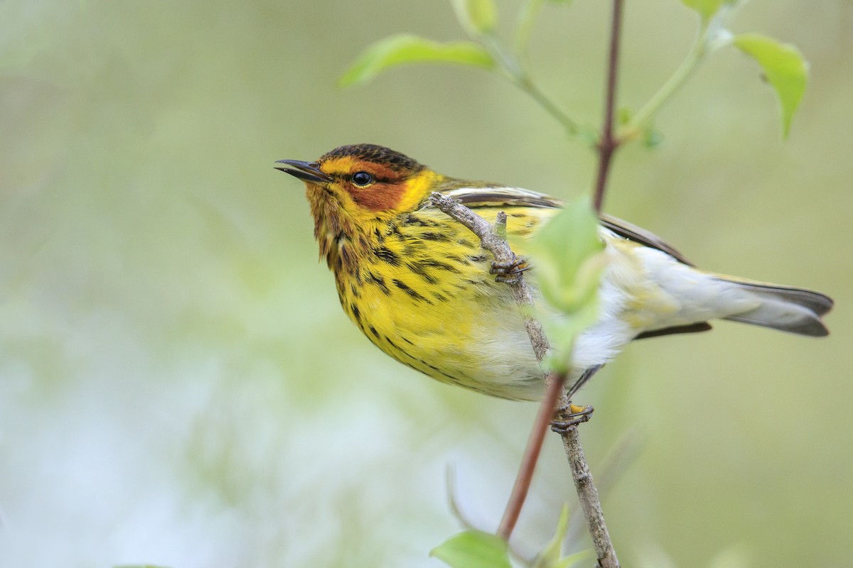 Cape May Warbler - ML546855261