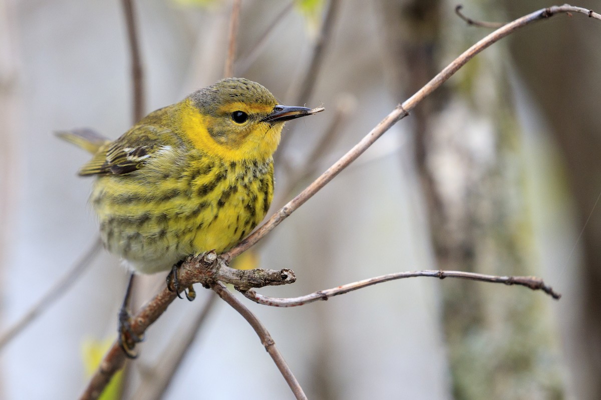 Cape May Warbler - ML546855271