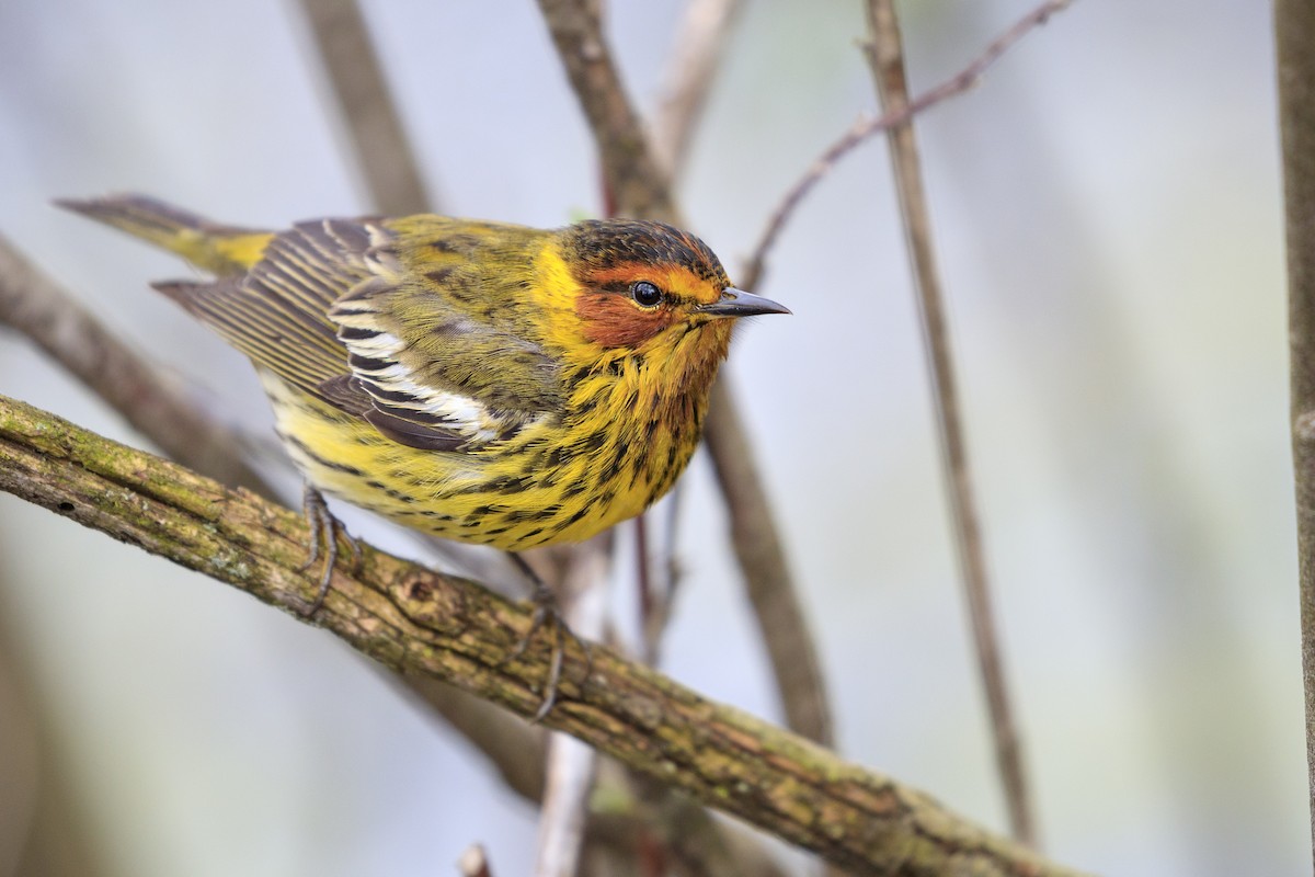 Cape May Warbler - ML546855281
