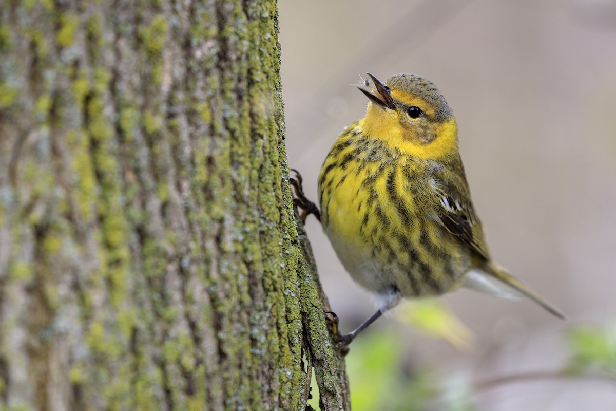 Cape May Warbler - ML546855291
