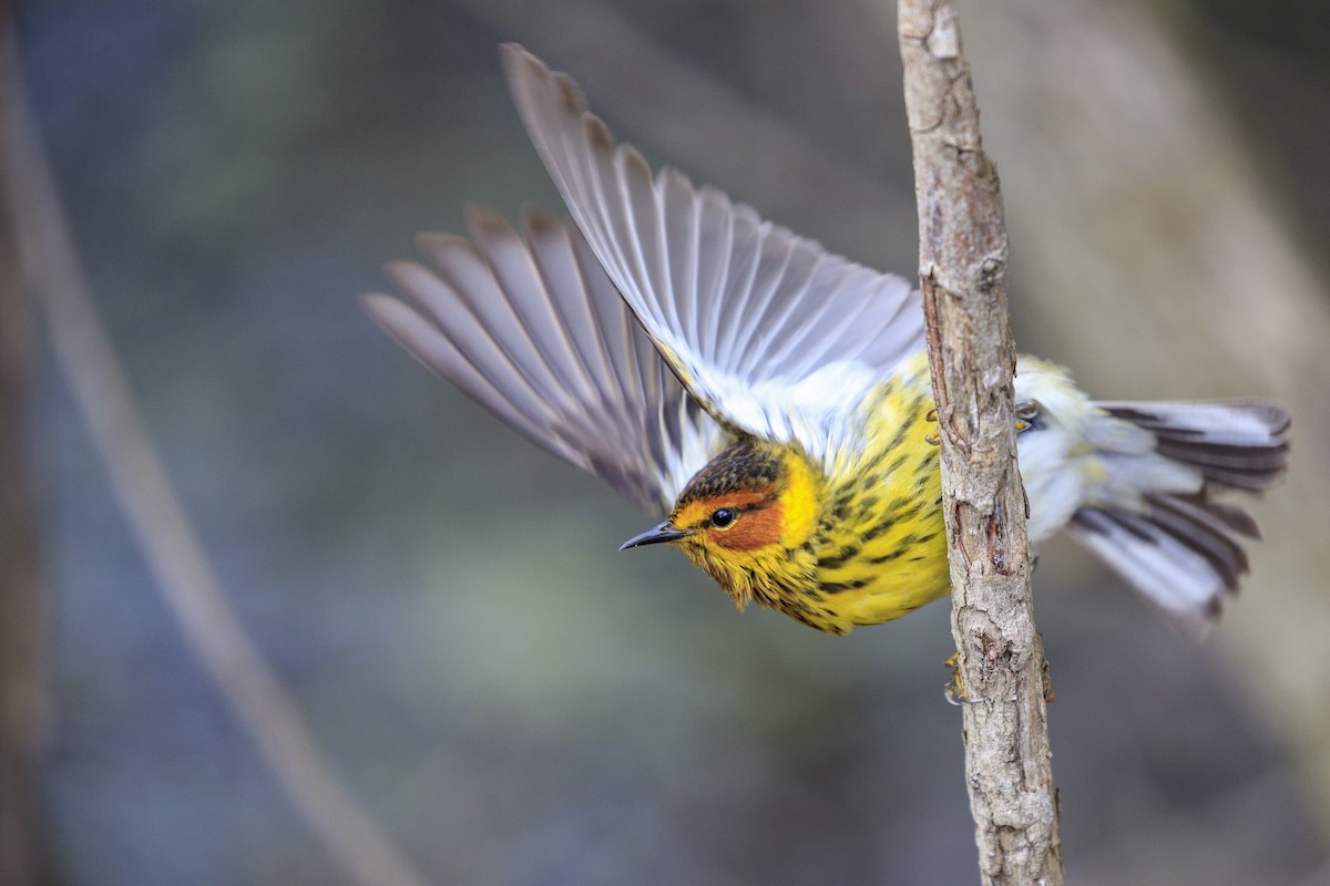 Cape May Warbler - ML546855301