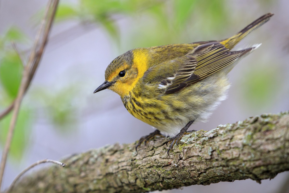 Cape May Warbler - ML546855311