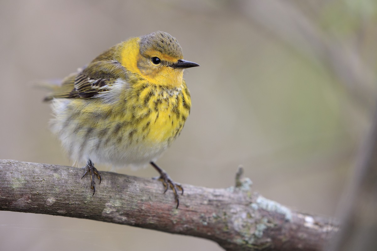 Cape May Warbler - ML546855331