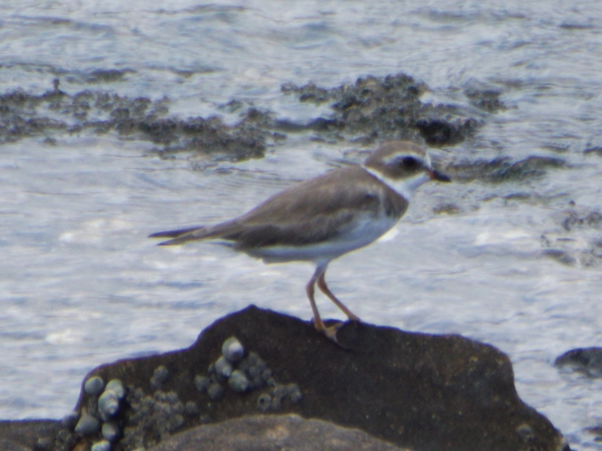 Semipalmated Plover - ML546859951