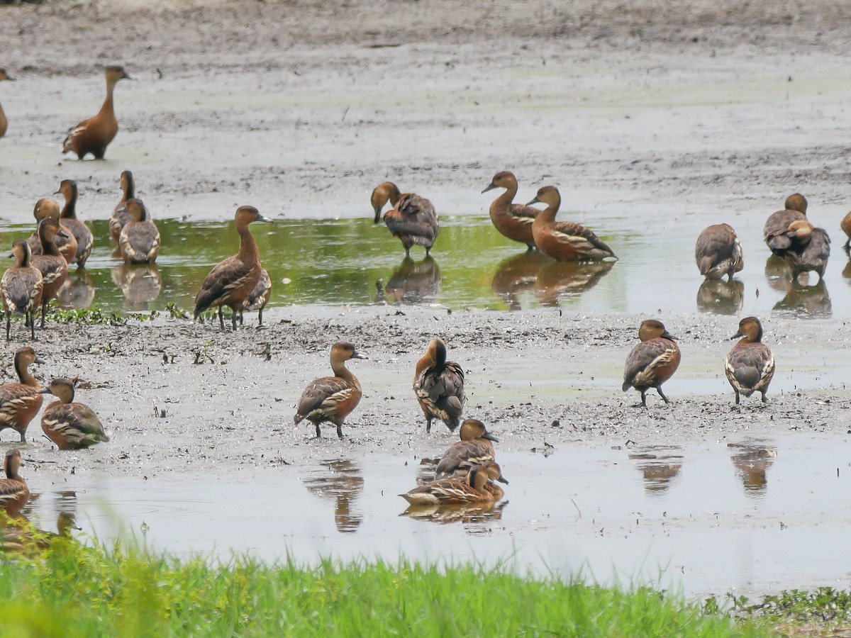eBird Checklist 28 Mar 2019 Kota Kinabalu 57 species
