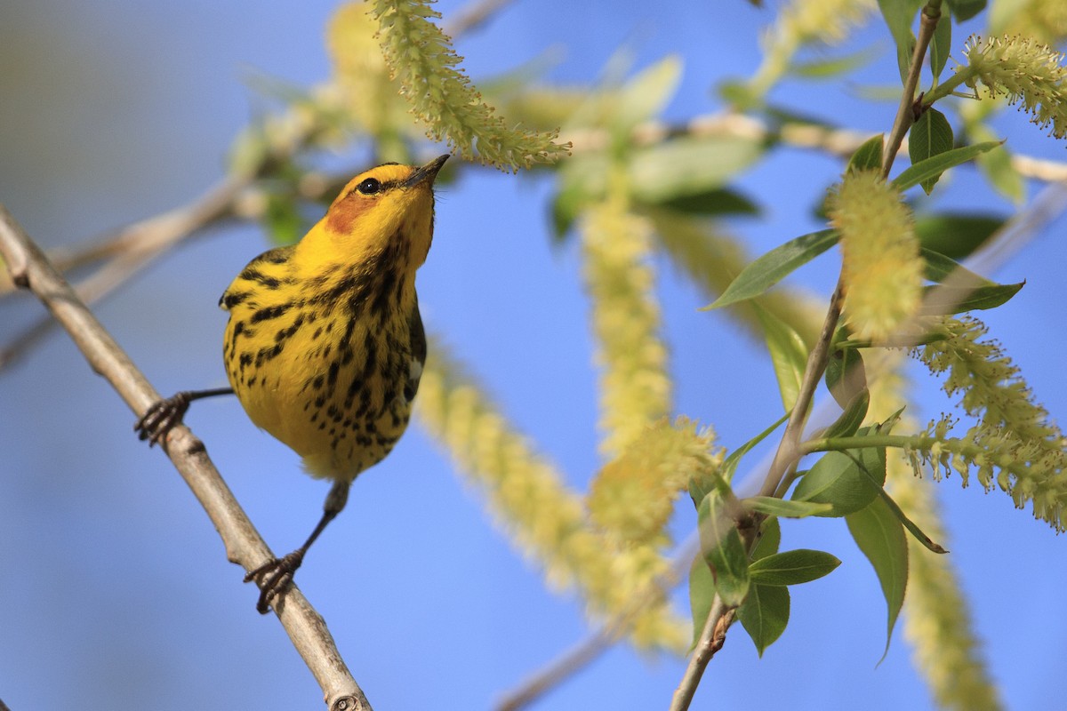 Cape May Warbler - ML546866061