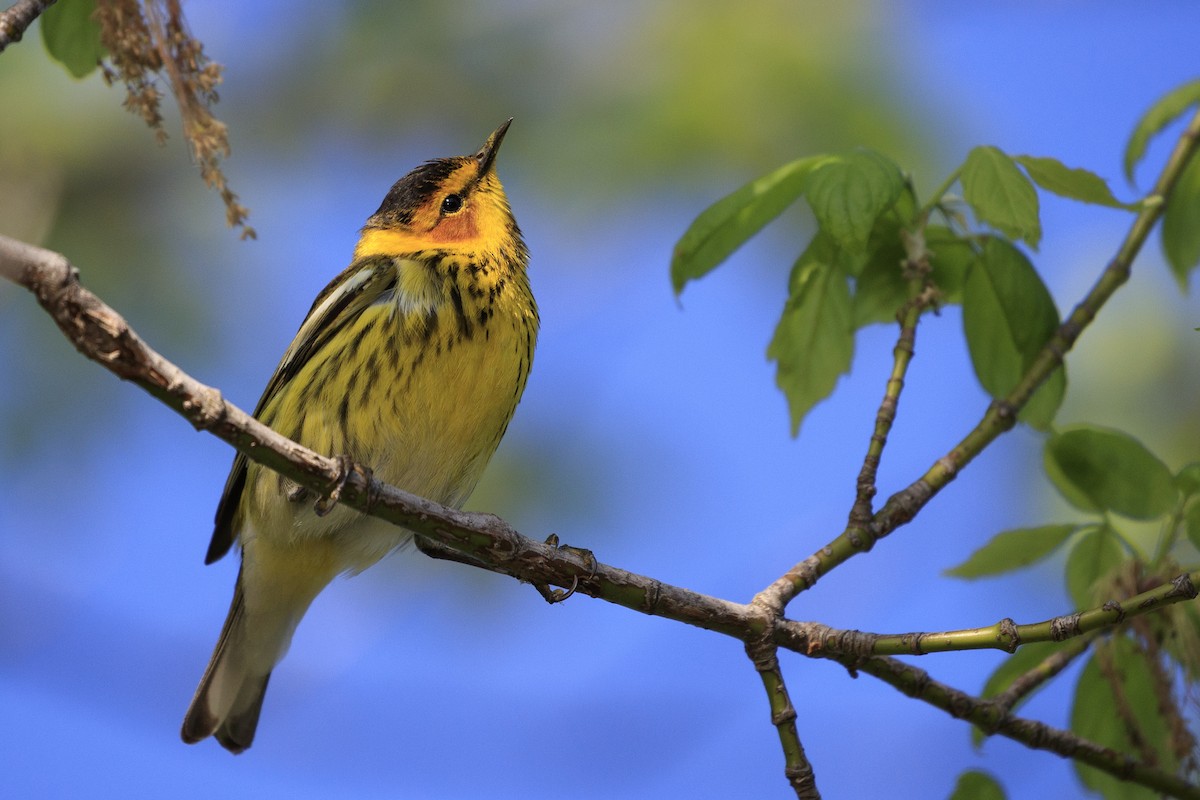 Cape May Warbler - ML546866071