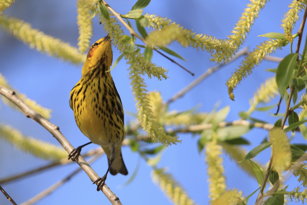 Cape May Warbler - ML546866081