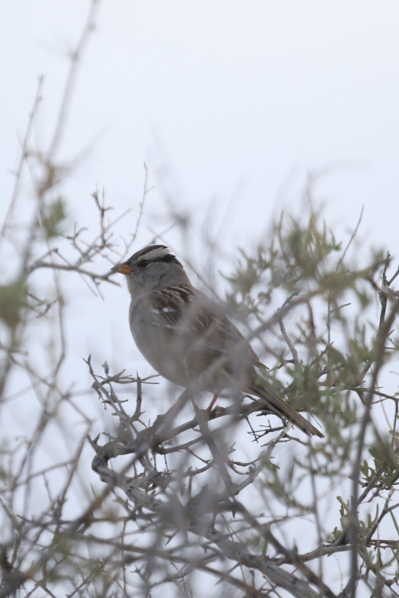 White-crowned Sparrow - ML546866371