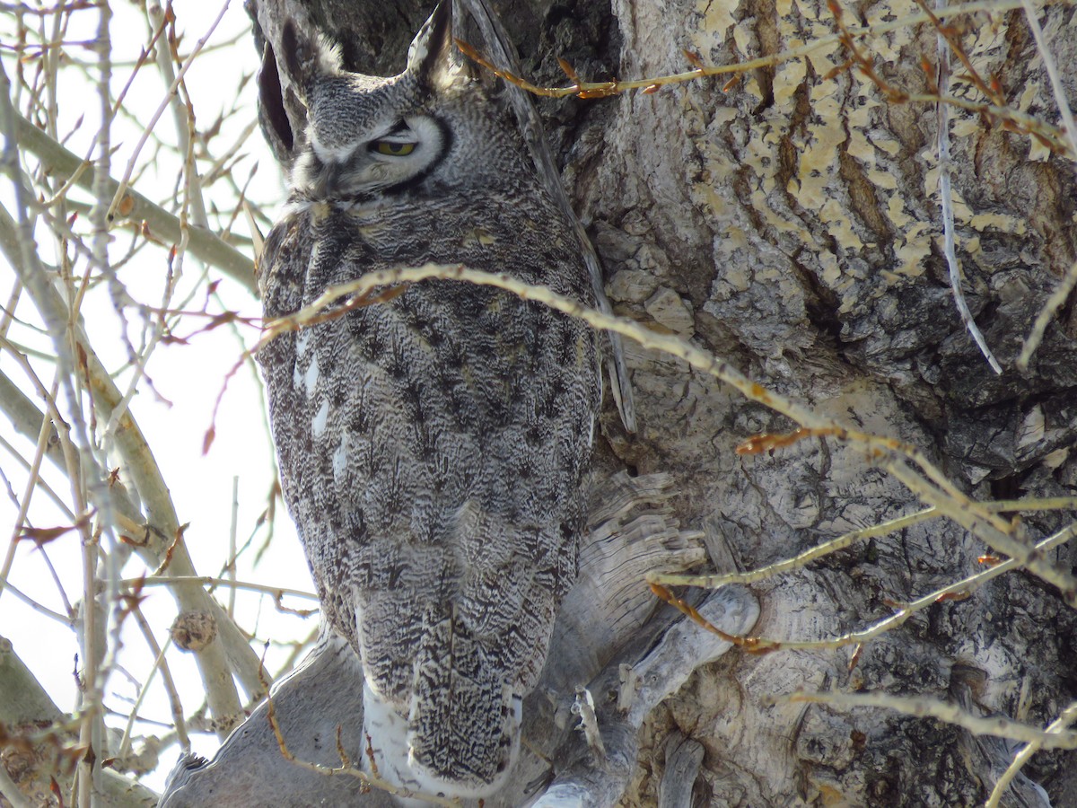 Great Horned Owl - ML546866801