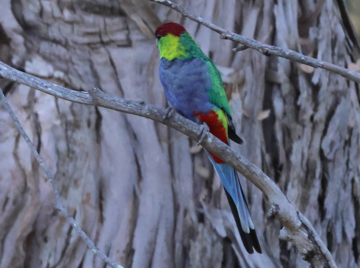 Red-capped Parrot - ML546867071