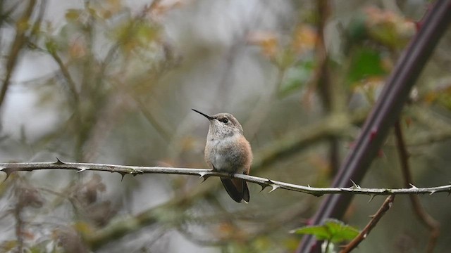 Allen's Hummingbird - ML546867081