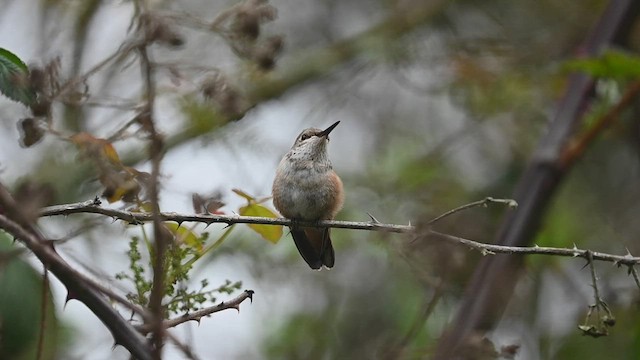 Allen's Hummingbird - ML546867131
