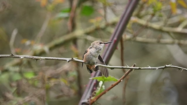 Allen's Hummingbird - ML546867141