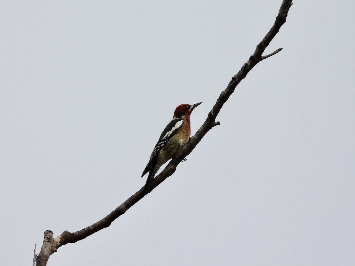 Red-breasted Sapsucker - ML546879061