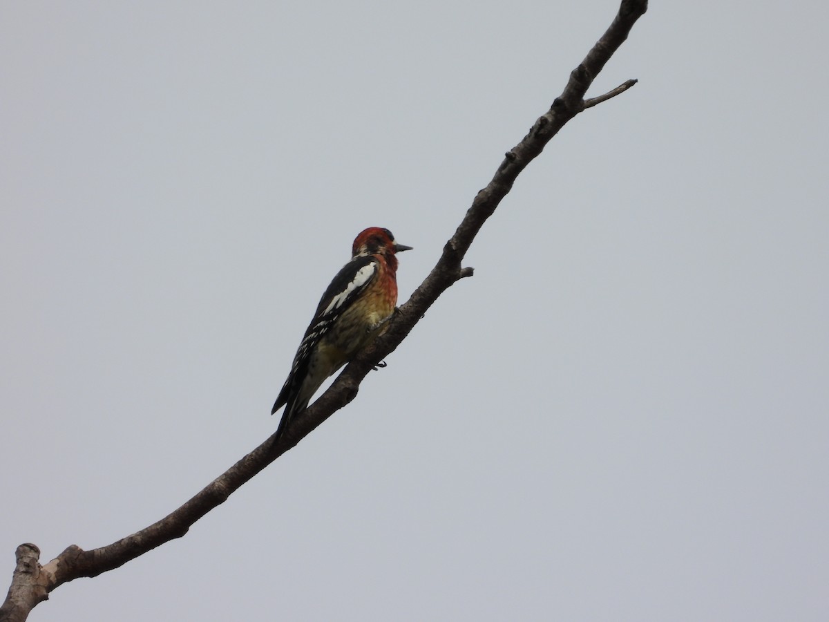 Red-breasted Sapsucker - ML546879081