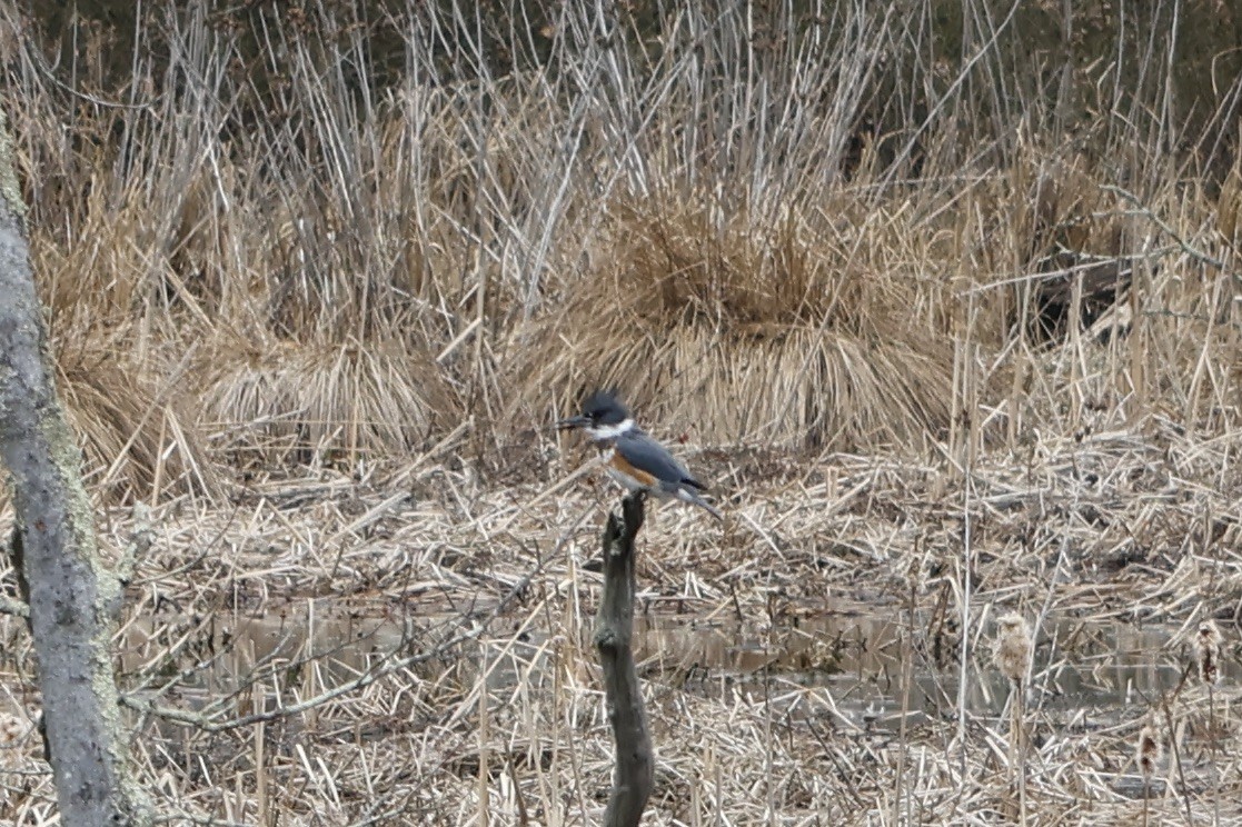 Belted Kingfisher - ML546882081