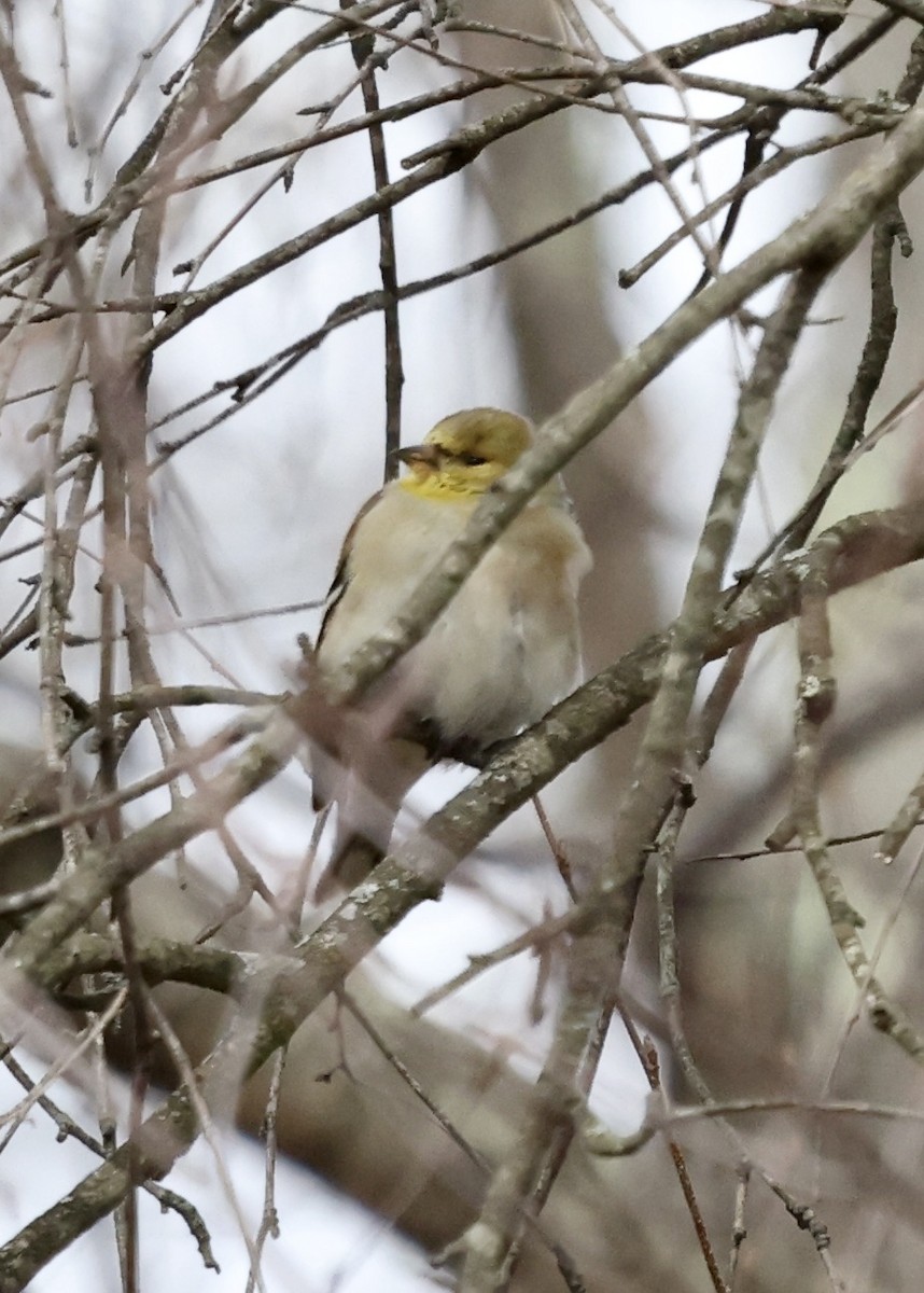 American Goldfinch - Betsy Staples