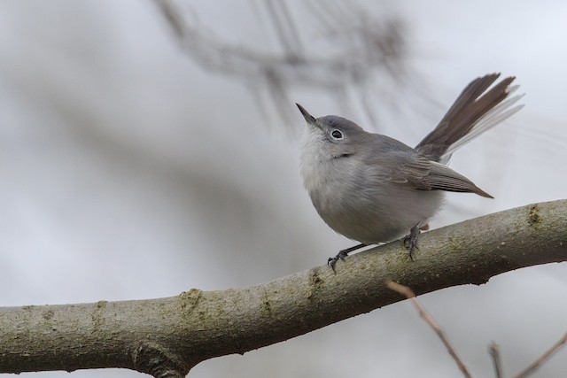 Blue-gray Gnatcatcher - eBird