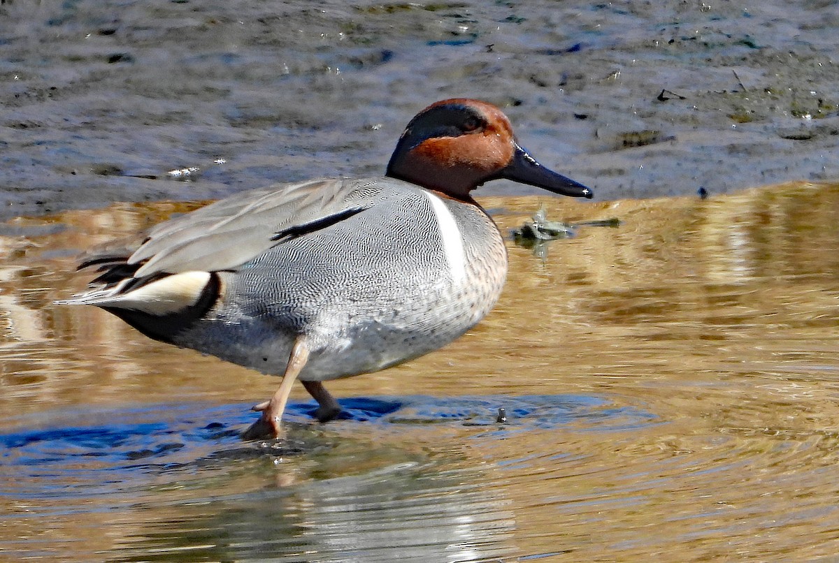 Green-winged Teal - ML546887881