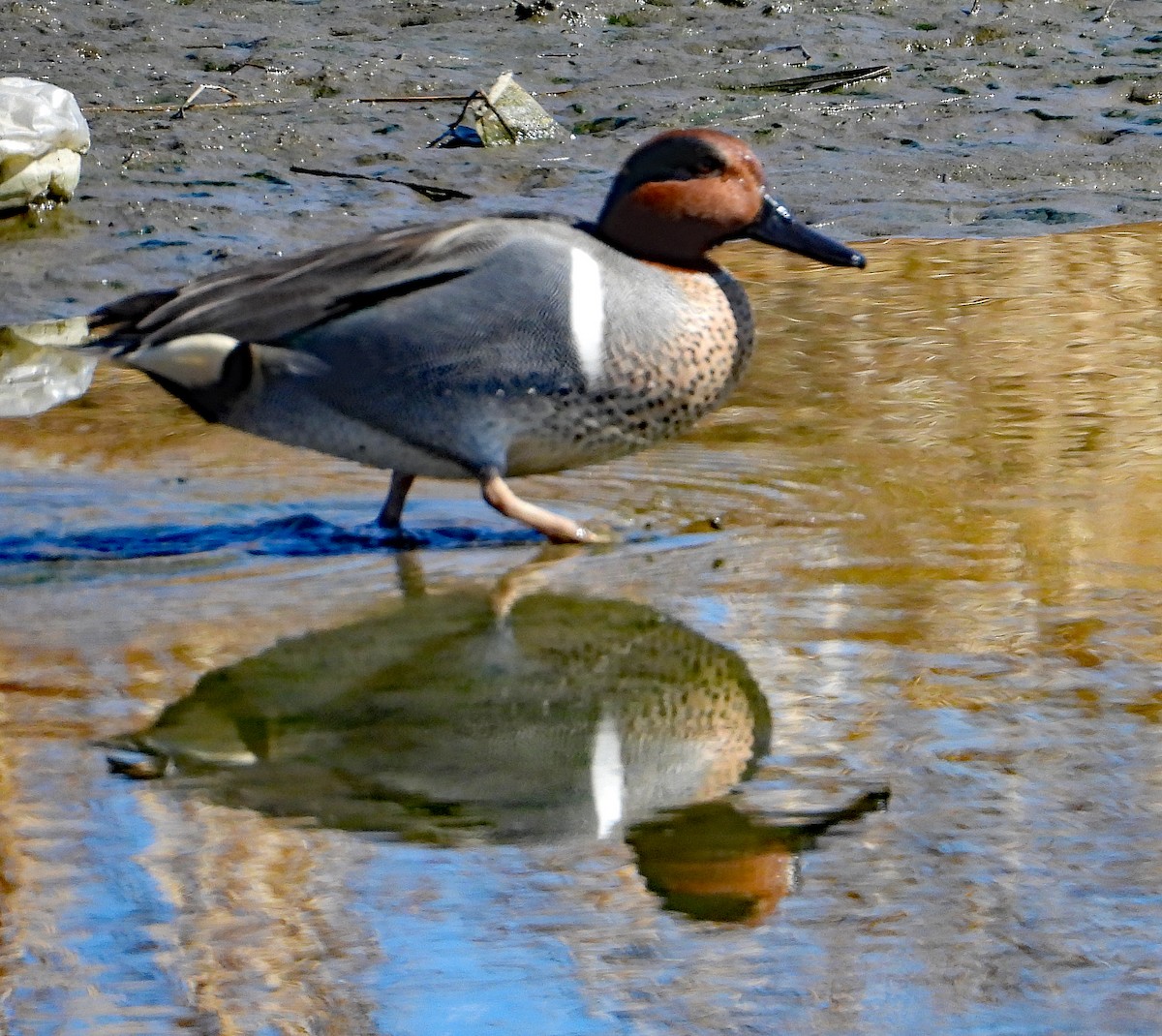 Green-winged Teal - ML546887891
