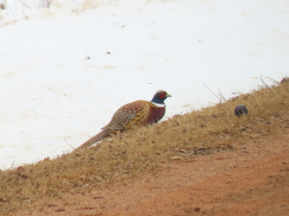 Ring-necked Pheasant - ML546888411