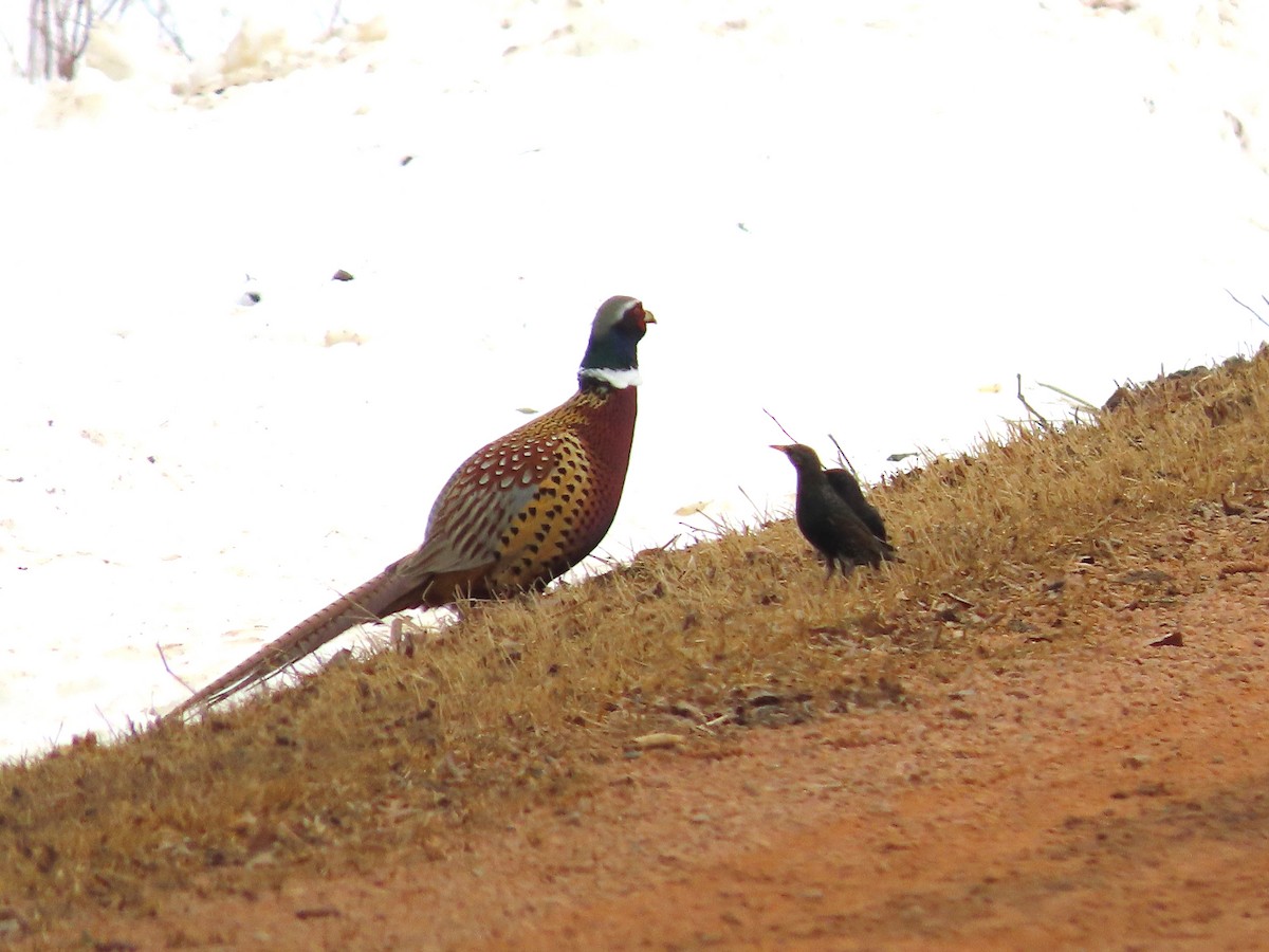 Ring-necked Pheasant - ML546888561