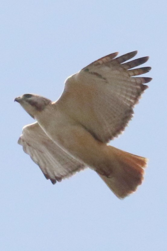 Red-tailed Hawk (Krider's) - ML54689031