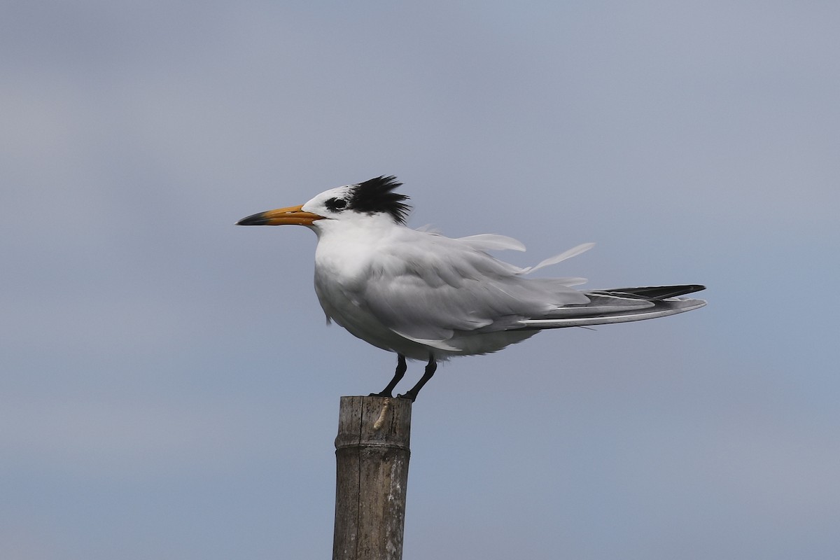 Chinese Crested Tern - ML546891301
