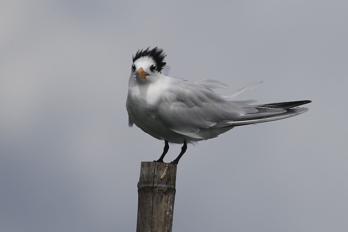 Chinese Crested Tern - ML546891311