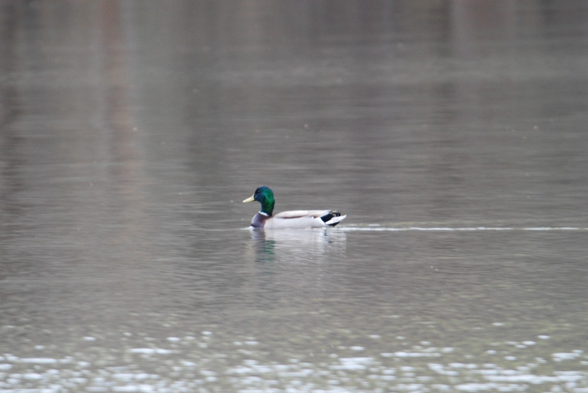 eBird Checklist 18 Mar 2023 Uwharrie NFKing's Mountain Point 29 species (+1 other taxa)