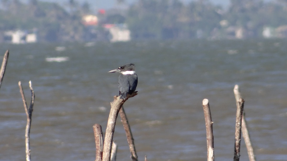 Belted Kingfisher - ML54689531
