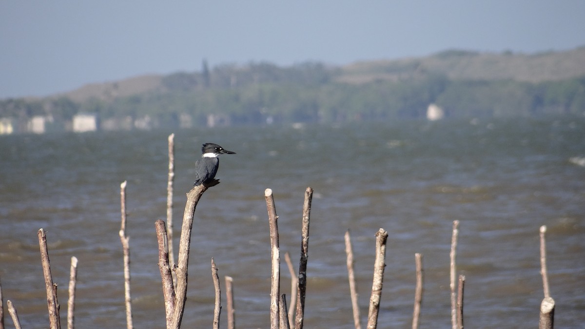 Belted Kingfisher - ML54689571