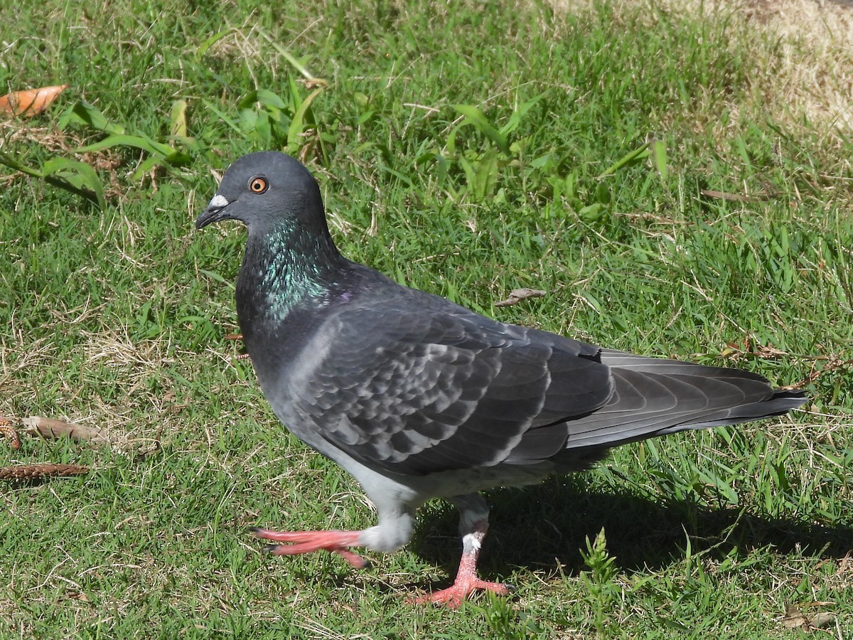 Rock Pigeon (Feral Pigeon) - ML546896691