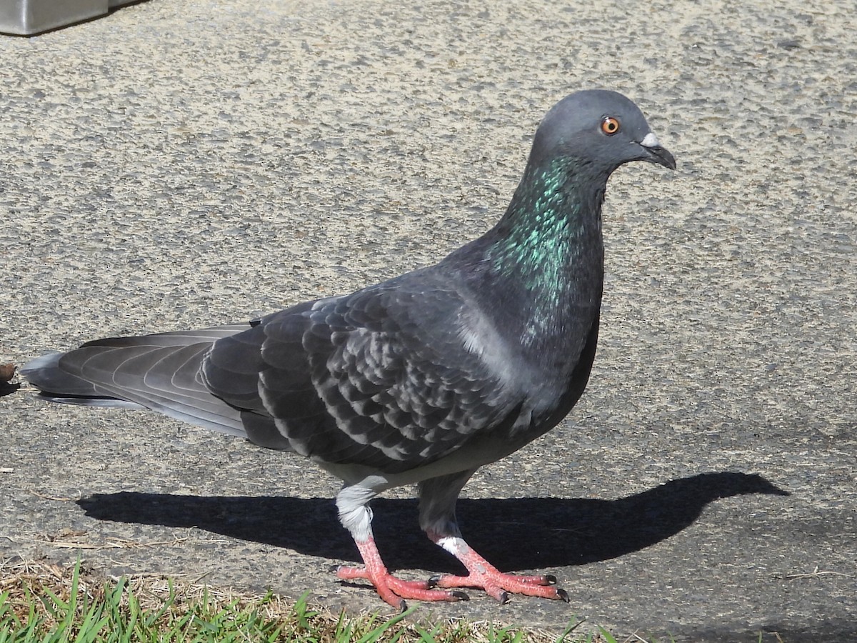 Pigeon biset (forme domestique) - ML546896701