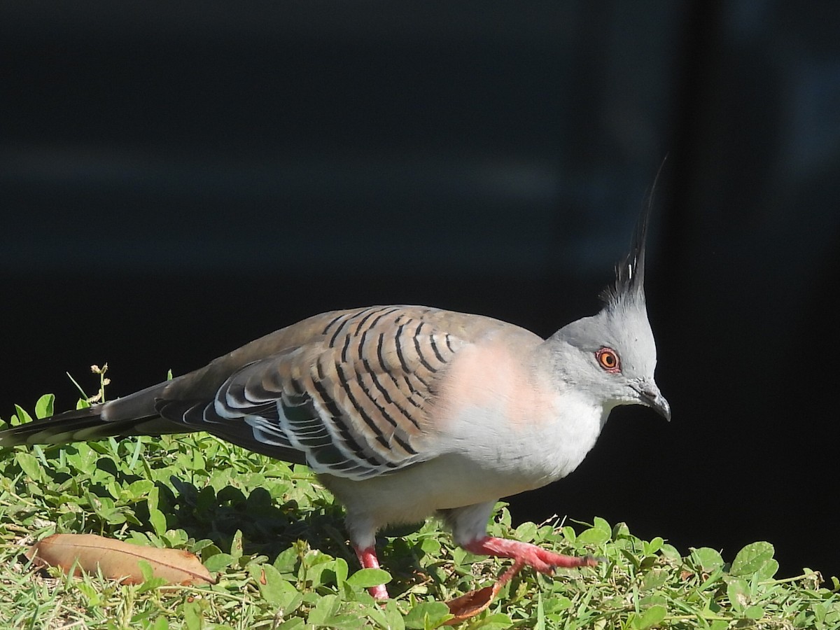 Crested Pigeon - ML546897231