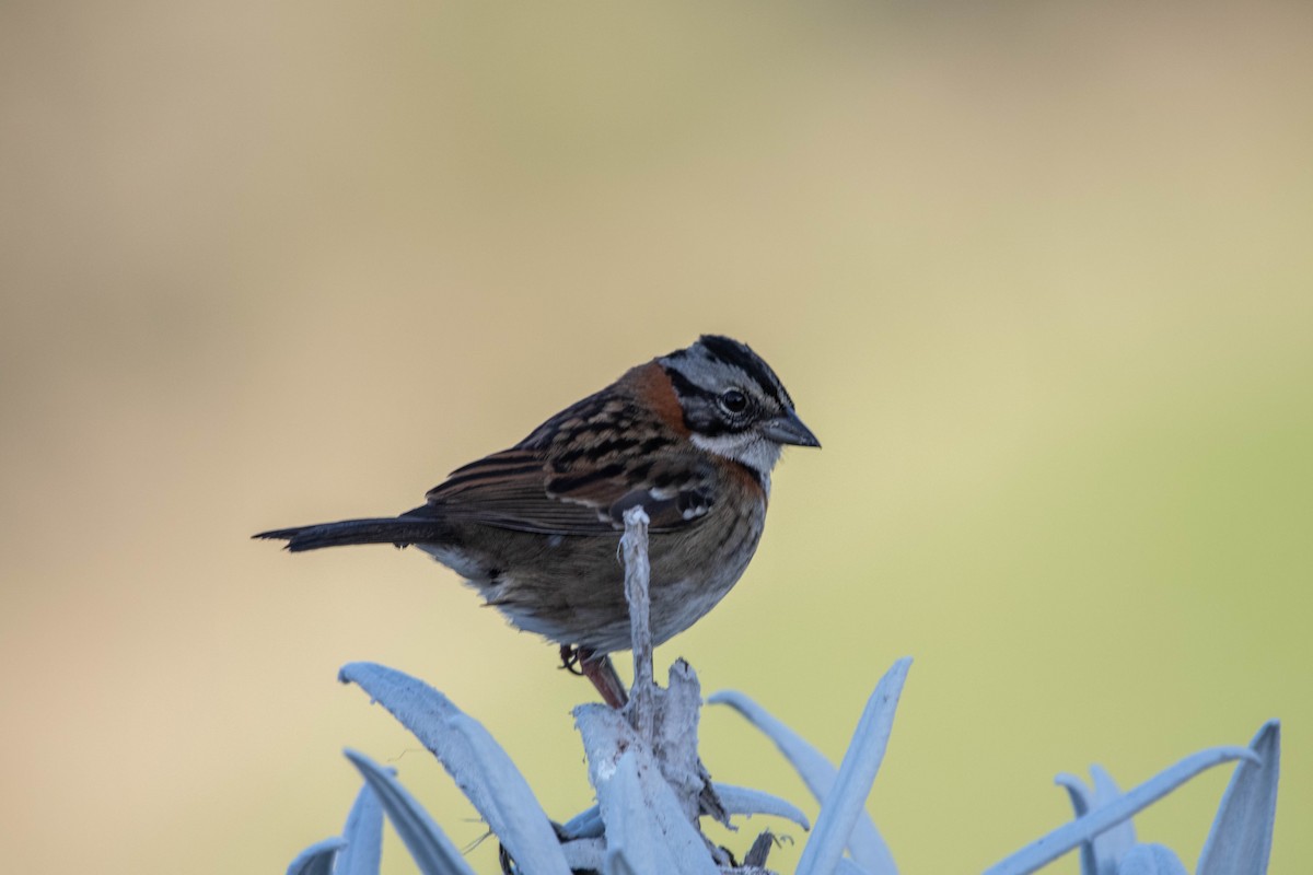 Rufous-collared Sparrow - ML546899501