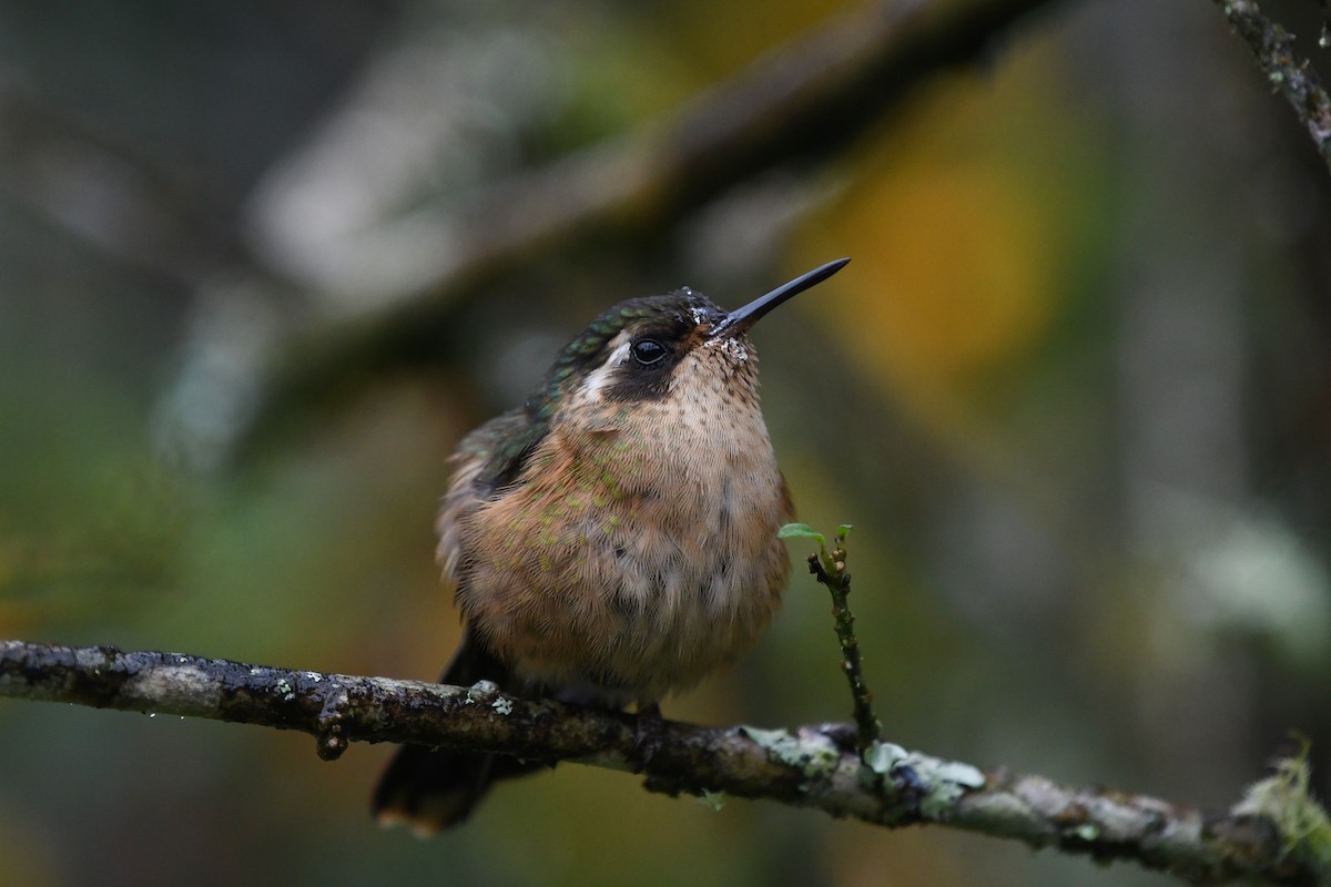 Speckled Hummingbird - Steve Heinl