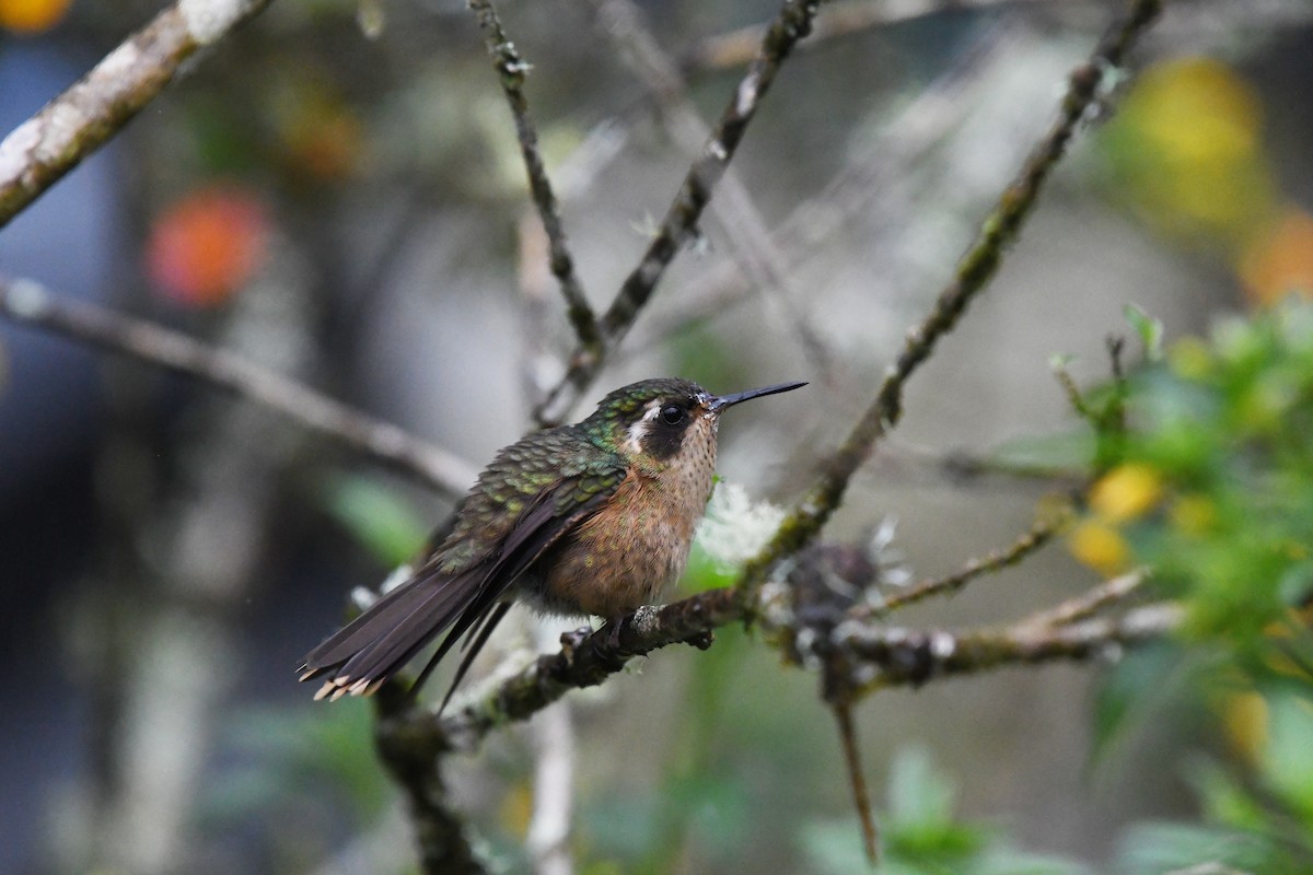 Speckled Hummingbird - ML546900721