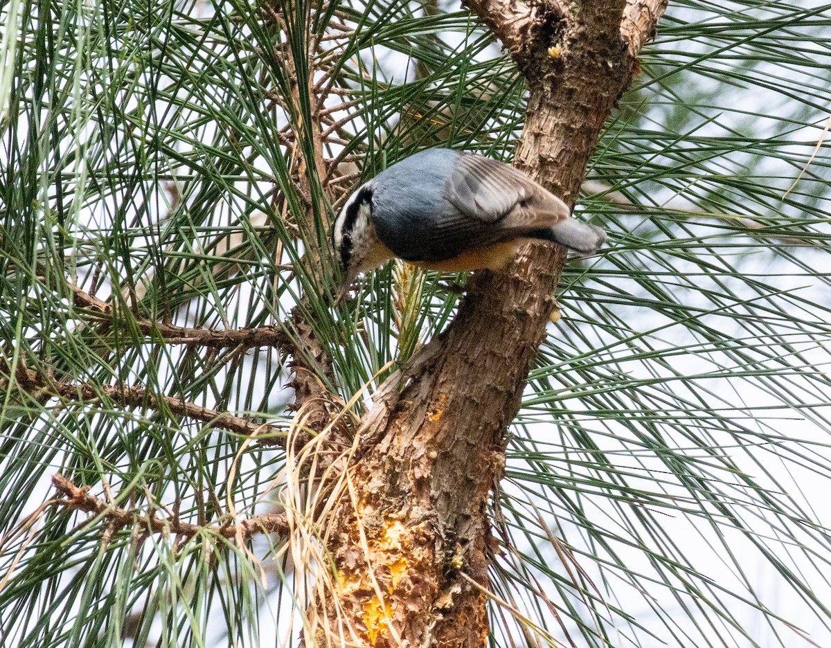 Red-breasted Nuthatch - ML546904721