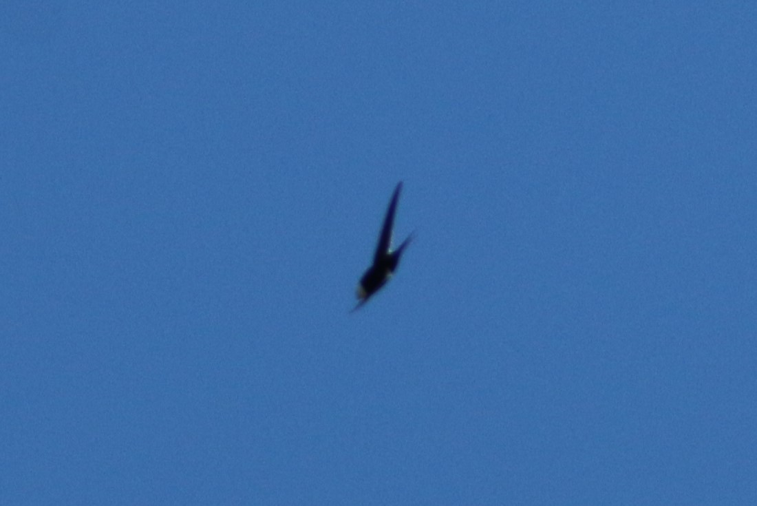 Great Swallow-tailed Swift - ML546905741